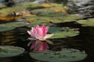 Qu’est-ce que la fleur de lotus ?