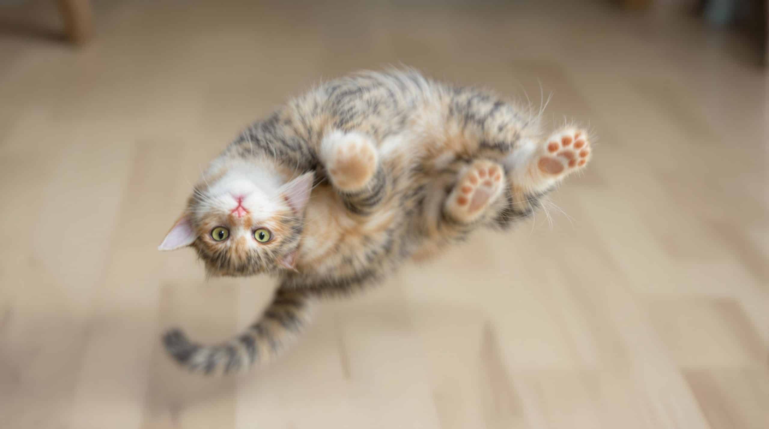 découvrez le fascinant phénomène qui permet aux chats de retomber sur leurs pattes grâce à leur flexibilité, leur équilibre exceptionnel et leur réflexe autonome. explorez la science derrière cette aptitude étonnante et ce qui fait des félins des acrobates agiles.