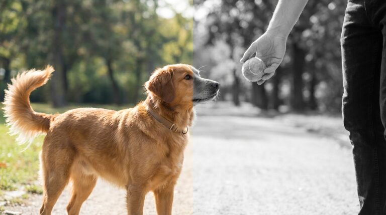 Les chiens voient-ils en noir et blanc ? La vérité scientifique en 2026